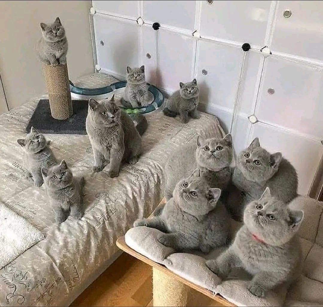 Britisch Kurzhaar-Wurf