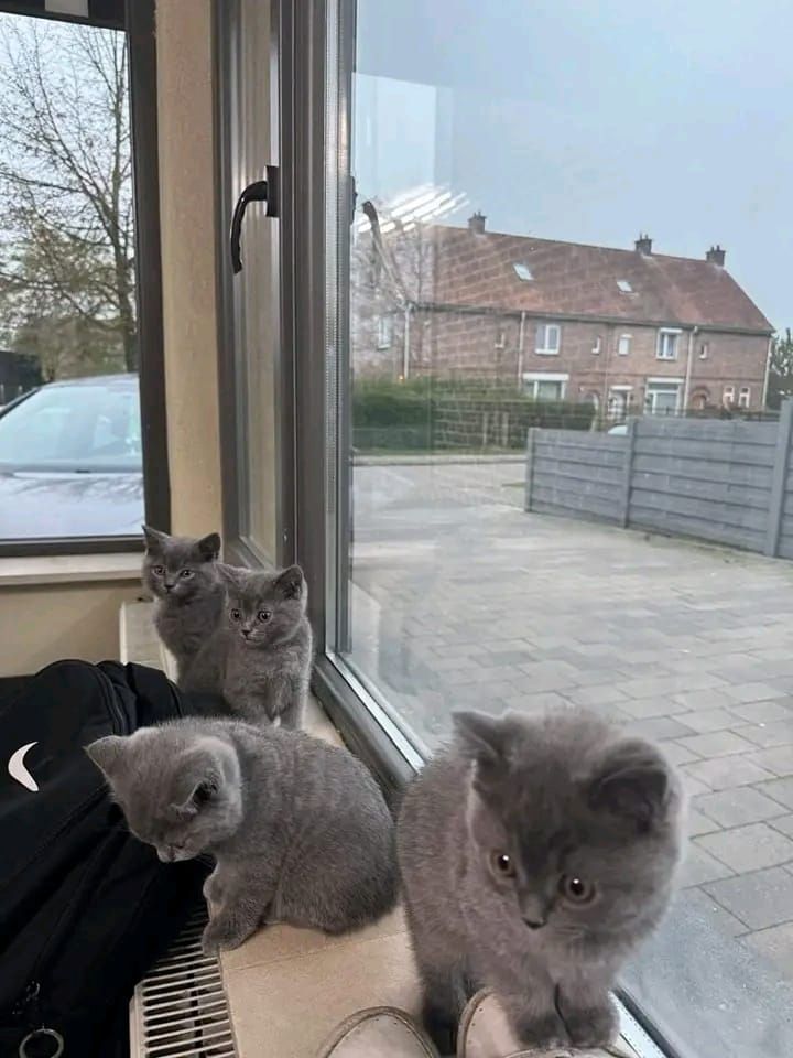 Britisch Kurzhaar-Wurf