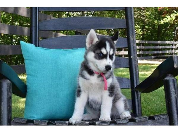 Siberian Husky Welpen