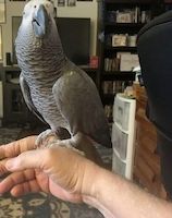 b.e.lgienederlandpetshuis Profilbild