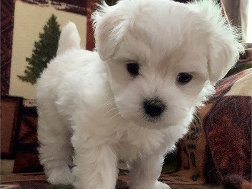 Malteserwelpen Welpen