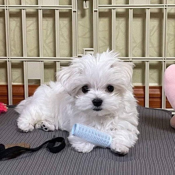 Malteserwelpen Welpen ,