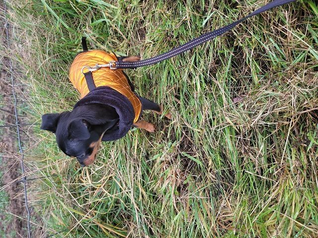 Prager Rattler Welpen  weiblich abgabebereit