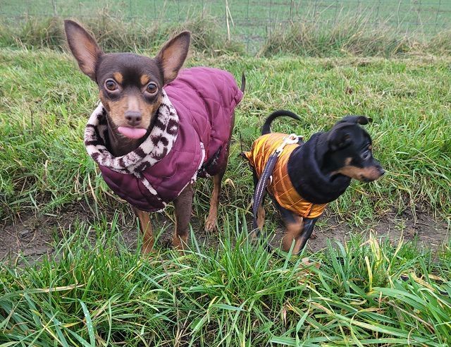 Prager Rattler Welpen  weiblich abgabebereit