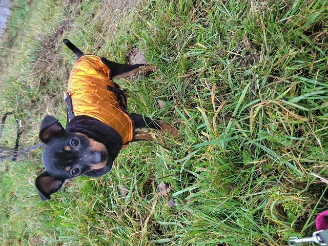 Prager Rattler Welpen  weiblich abgabebereit