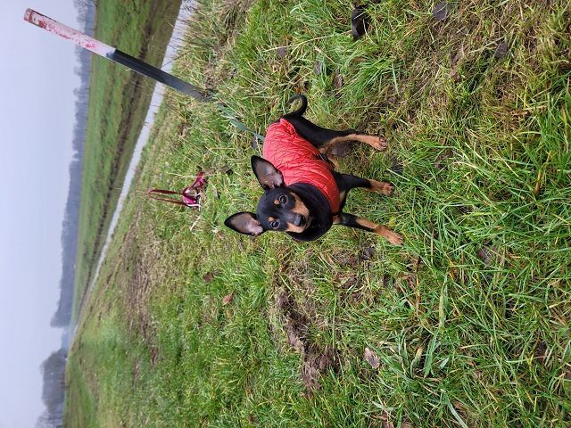 Prager Rattler Welpen  weiblich abgabebereit