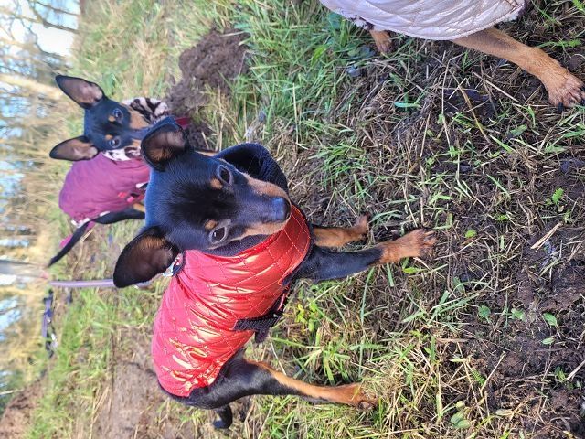 Prager Rattler Welpen  weiblich abgabebereit