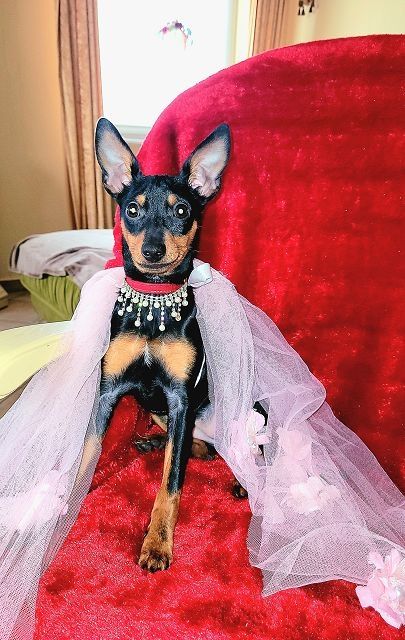 Prager Rattler Welpen  weiblich abgabebereit