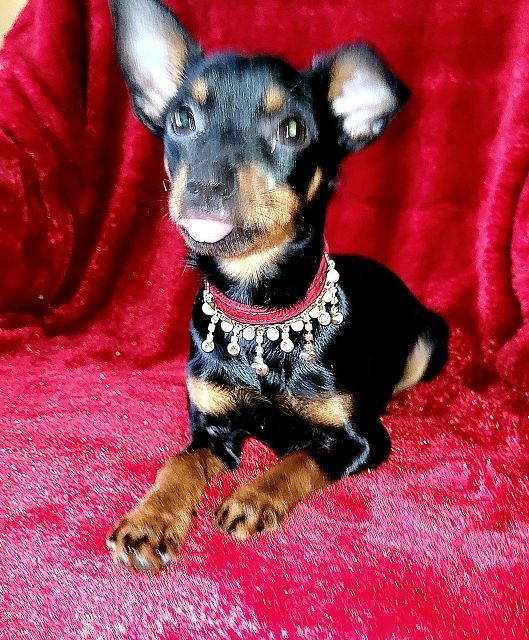 Prager Rattler Welpen  weiblich abgabebereit