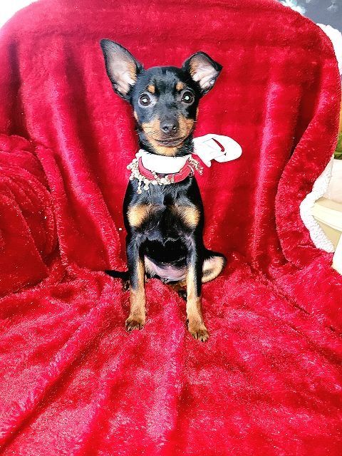 Prager Rattler Welpen  weiblich abgabebereit