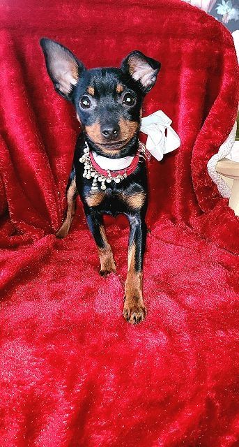 Prager Rattler Welpen  weiblich abgabebereit