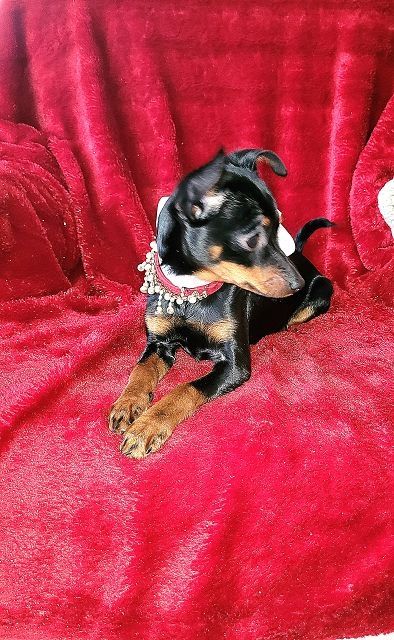 Prager Rattler Welpen  weiblich abgabebereit