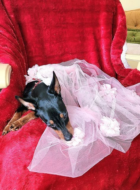 Prager Rattler Welpen  weiblich abgabebereit