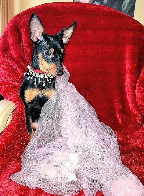 Prager Rattler Welpen  weiblich abgabebereit