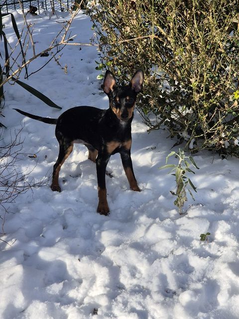 Prager Rattler Welpen  weiblich abgabebereit