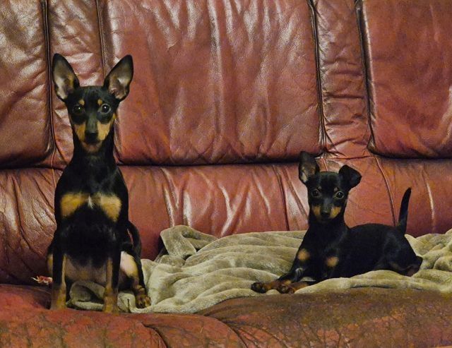 Prager Rattler Welpen  weiblich abgabebereit