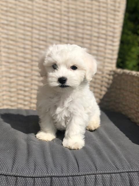 Malteserwelpen Welpen,,