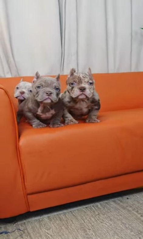 Exklusive American Bully Micro Welpen.