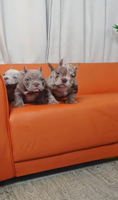 Exklusive American Bully Micro Welpen.