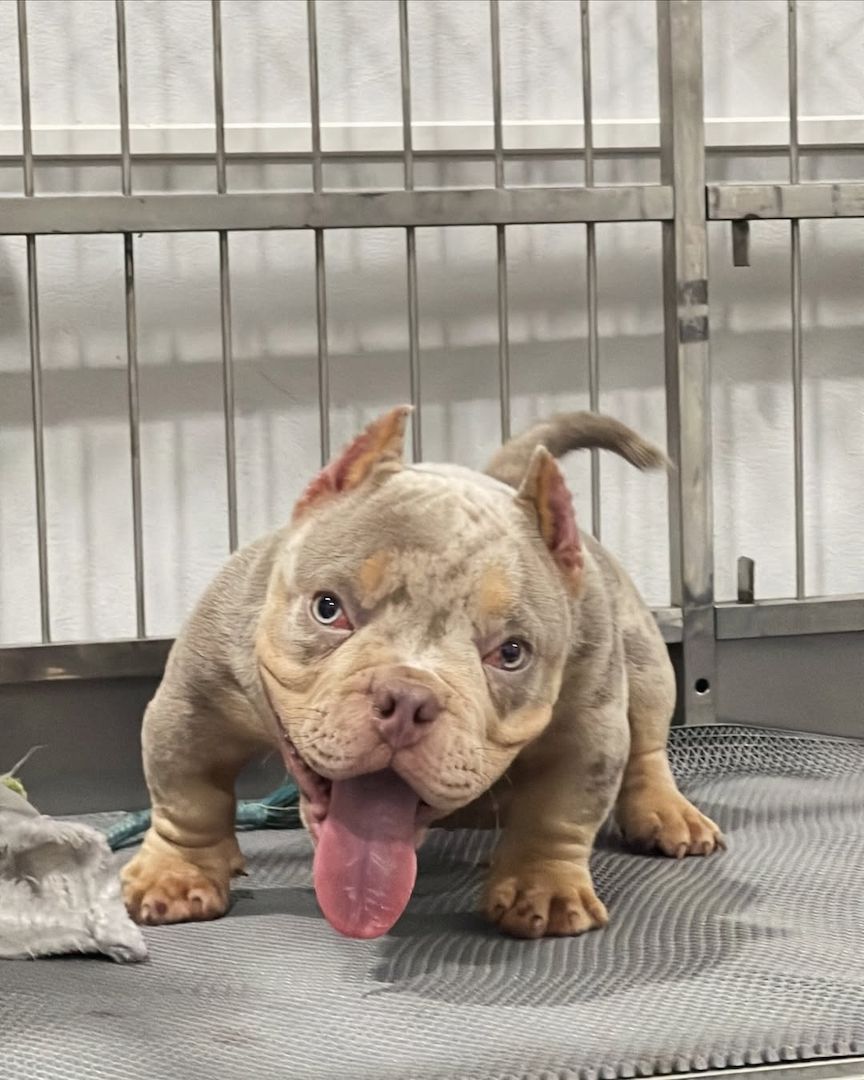 Hochwertige Micro American Bully Welpen.