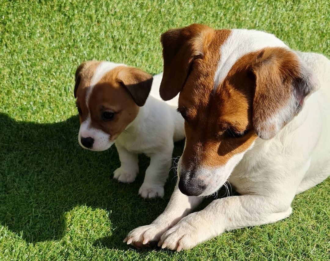 Jack Russell Welpe