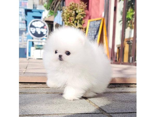 Pomeranian Welpen