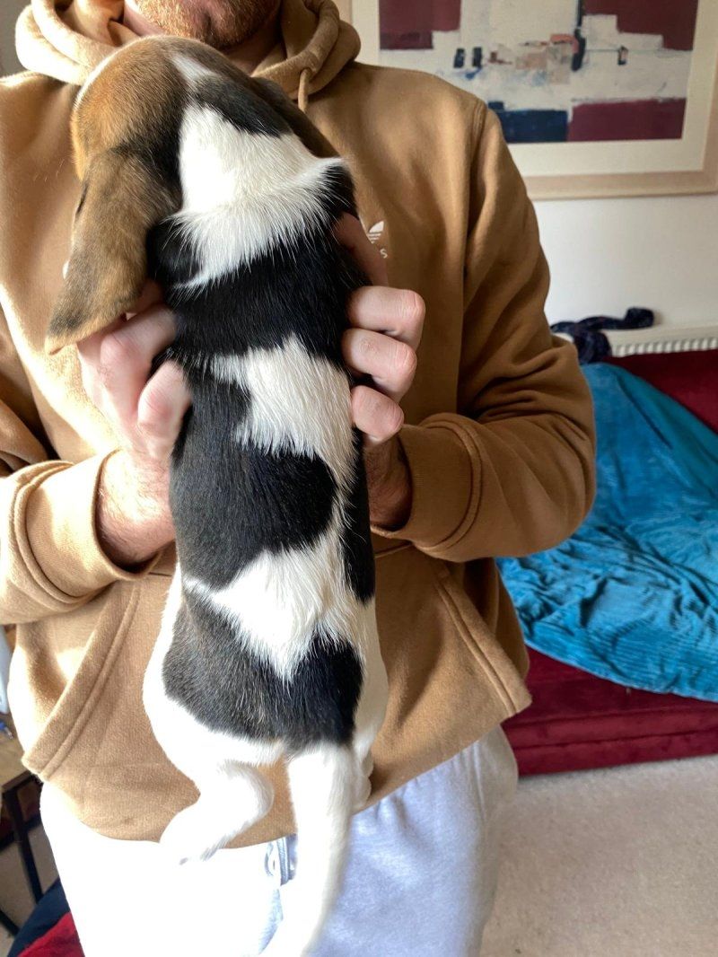 Beagle-Welpen abzugeben