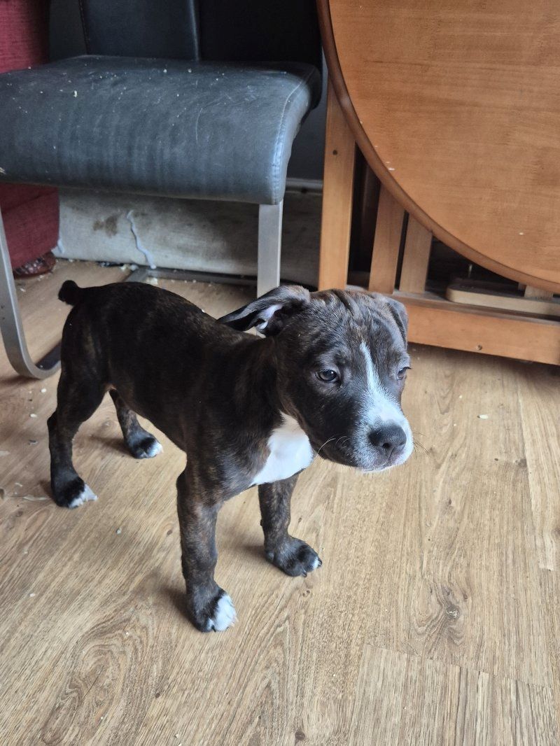 Blaue Staffordshire Bullterrier-Welpen zu verkaufen