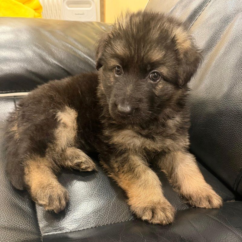 Wunderschöne Deutsche Schäferhundwelpen zu verkaufen