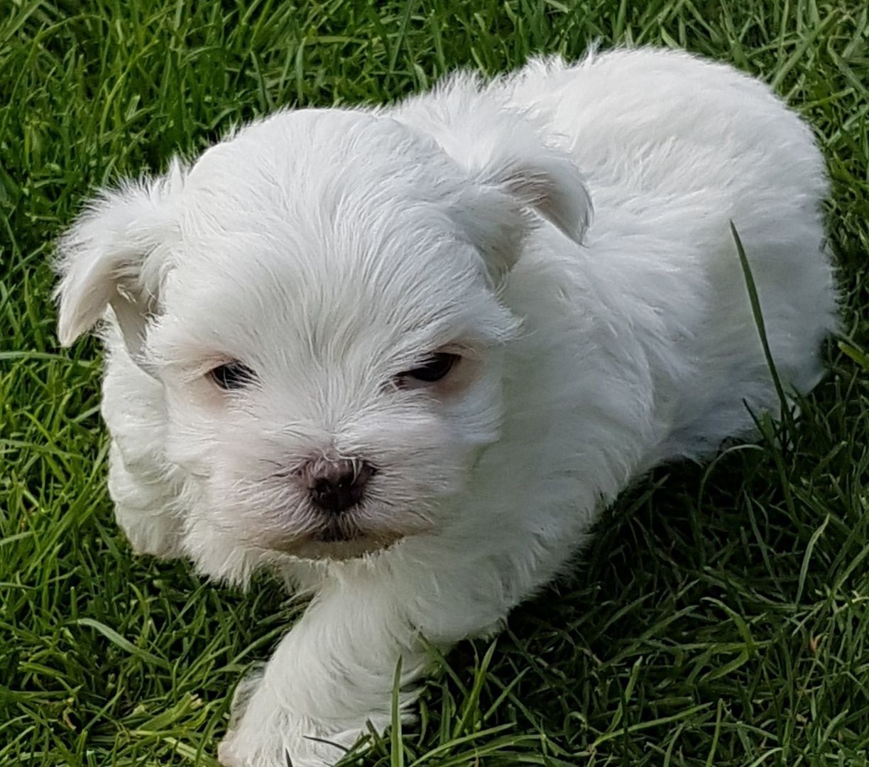 Malteserwelpen Welpen,,