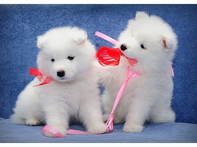 Samoyed Welpen