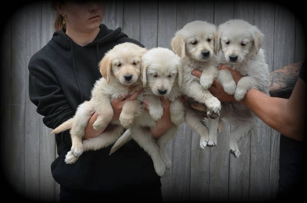 Golden Retriever Welpen