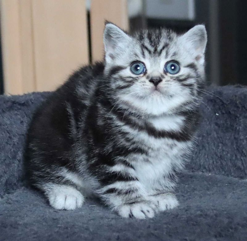 BKH-Kitten mit dem Stammbaum