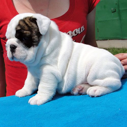 Wunderschöne und gesunde französische Bulldoggenwelpen abzugeben Whats App: +49 15218927086