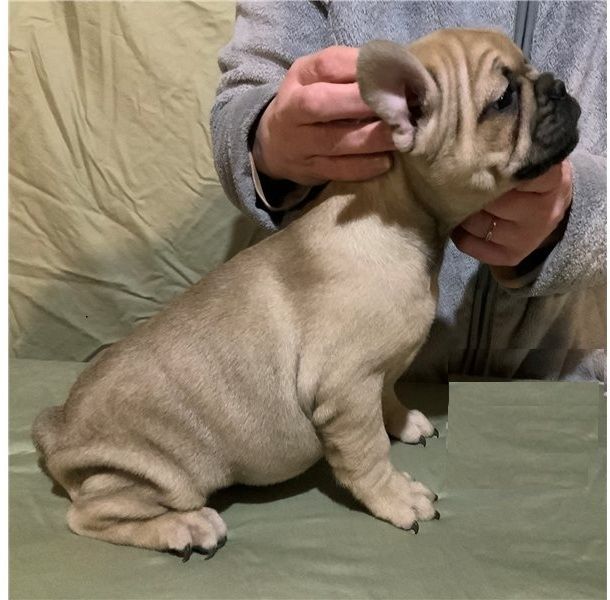Entzückende französische Bulldoggenwelpen abzugeben