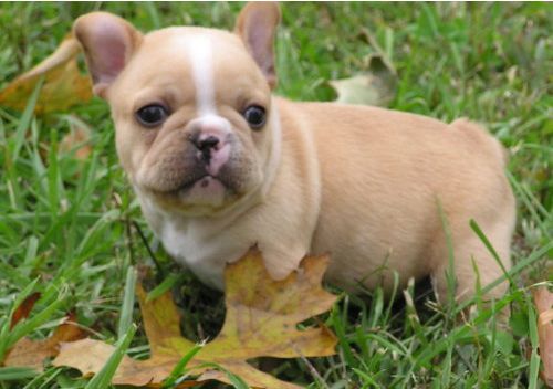 Französische Bulldoggenwelpen :Whats App: +49 15218927086