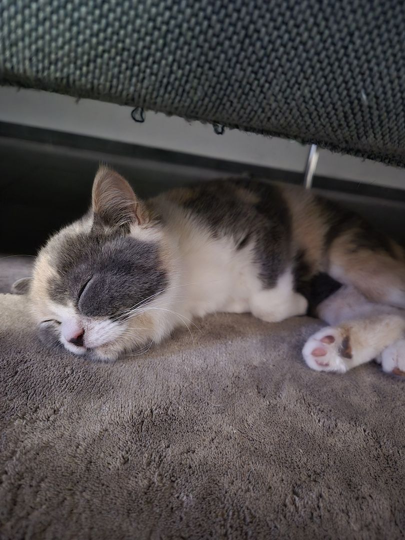 BKH Kätzchen tortie