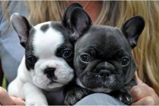 Französische Bulldoggen Welpen Rüden und Hündinnen