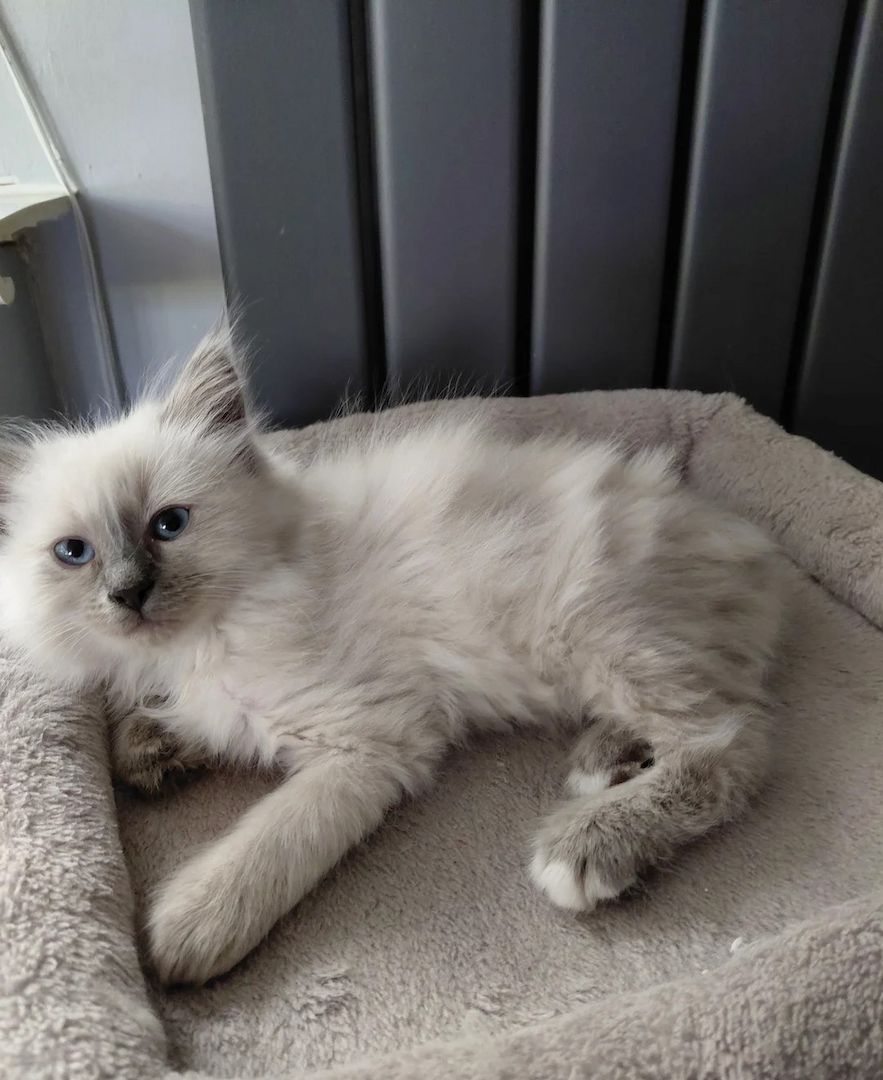 Birma-Kätzchen zu verkaufen