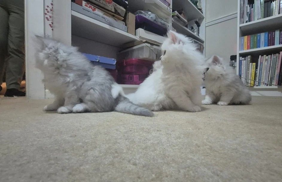 🐾 Persische Chinchilla-Kätzchen verfügbar