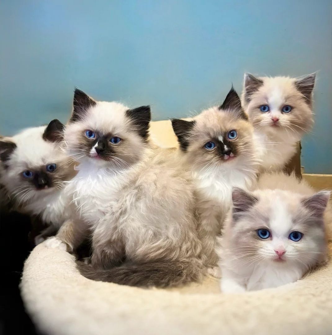 Ragdoll-Kätzchen