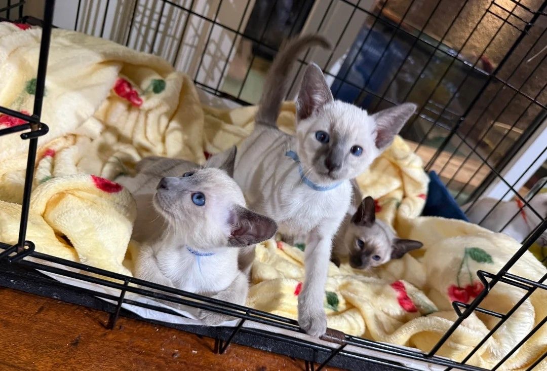 Siamkatzen-Wurf mit 6 Seal-Point- und Blue-Point-Kätzchen