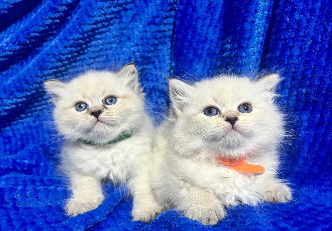 💎💎GCCF Siberian Neva Masquerade Kittens💎💎