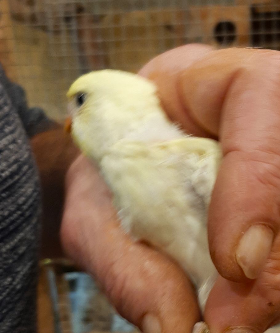 wunderschöne Wellensittiche