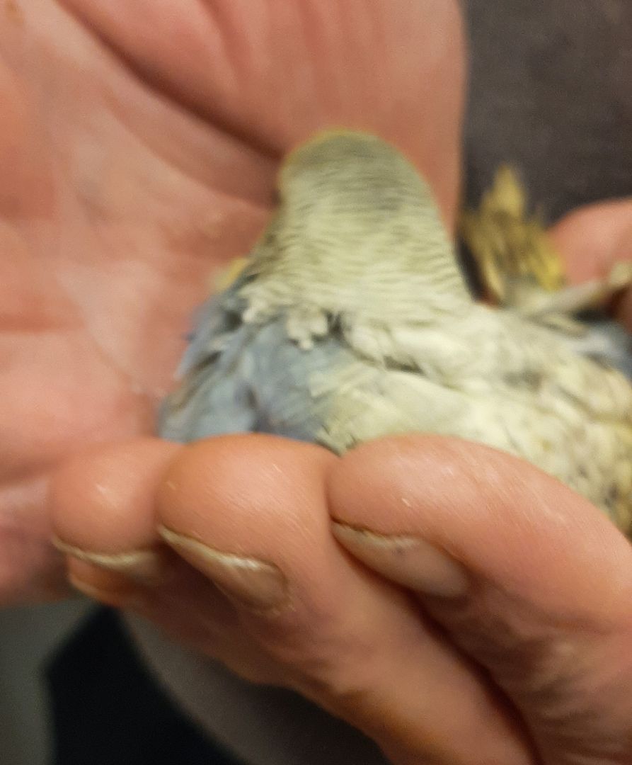 wunderschöne Wellensittiche