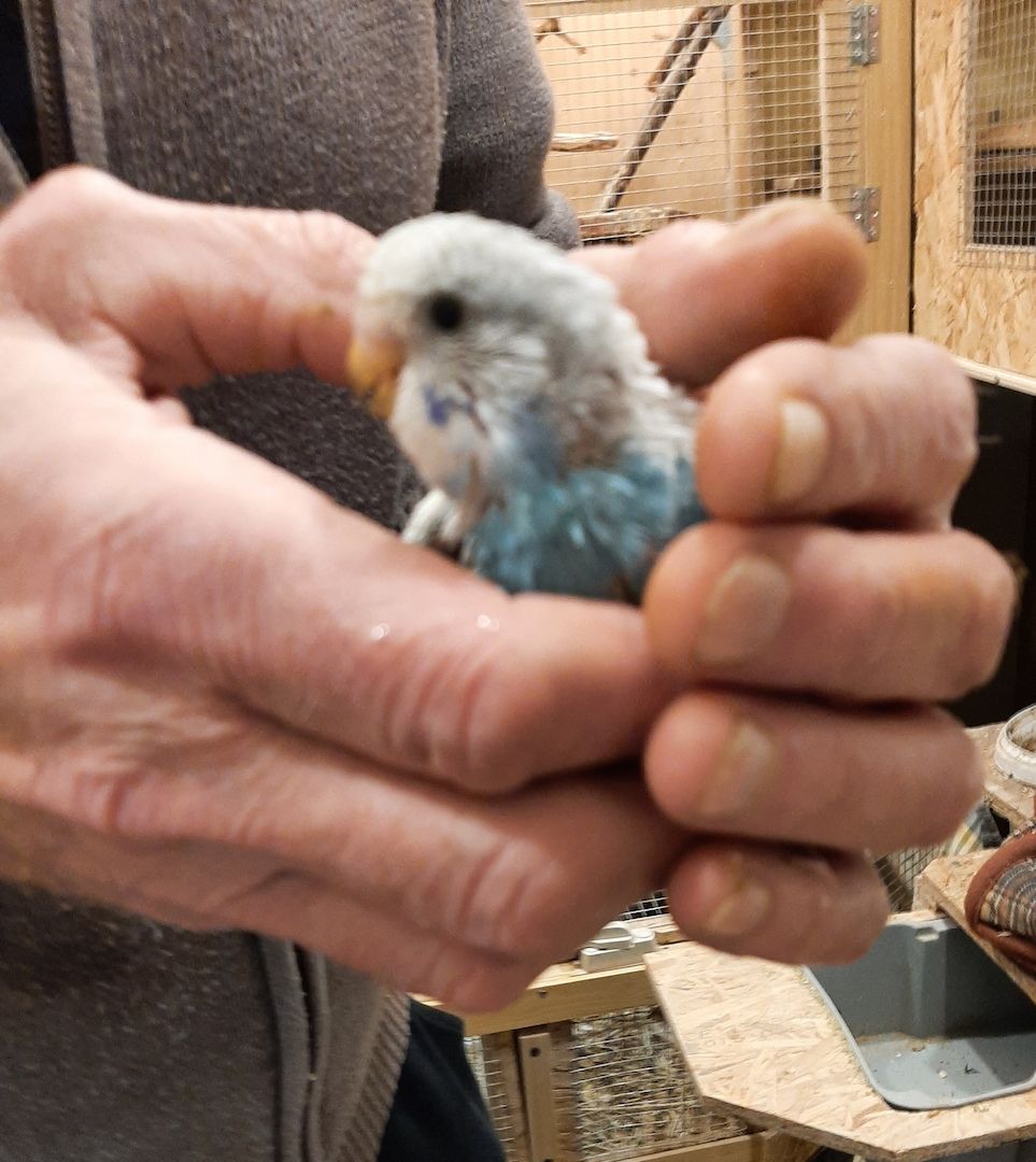 wunderschöne Wellensittiche