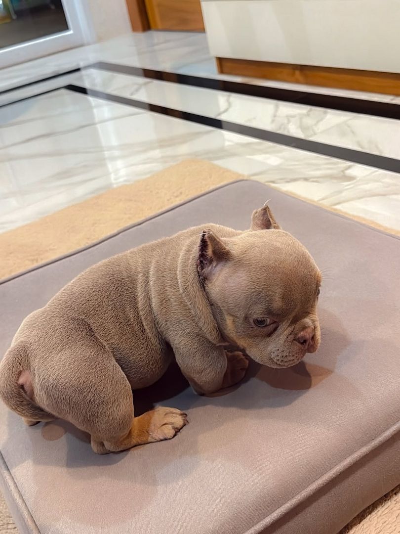 Amerikanische Micro Bully Welpen.