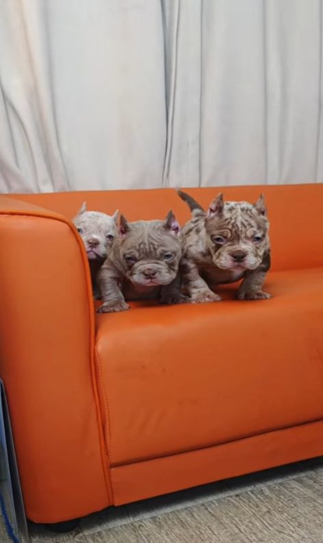 Micro Bullys aus Champion-Blutlinien.