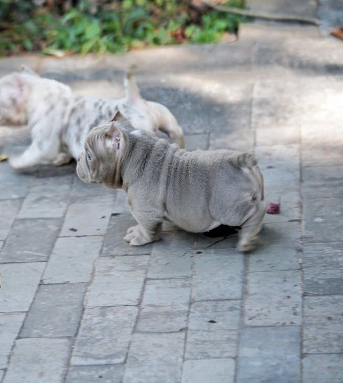 Premium Micro American Bully Welpen