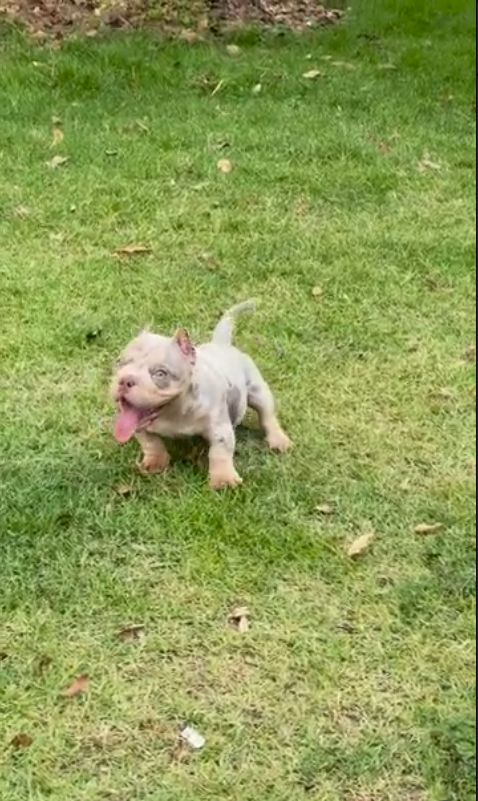 Hochwertige Micro American Bully Welpen.